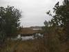 The Marsh lands of Assateague