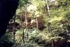 Rock wall through the woods