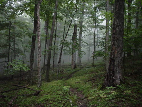 High Meadows Trail - Spruce Knob/Seneca Rocks NRA