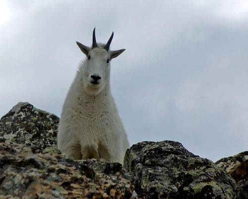 Mountain Goat - Wasatch Range, Utah
