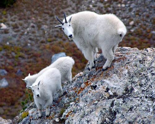 Mountain Goats - Wasatch Range, Utah