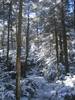 More Snowy Trail on Cornell Mtn