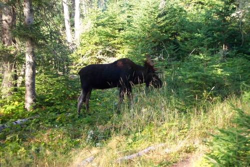 Bull Moose